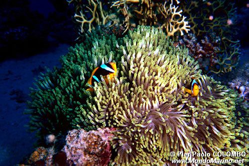Pesce pagliaccio (Amphiprion bicinctus)