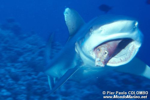 Squalo Seta (Carcharhinus falciformis)