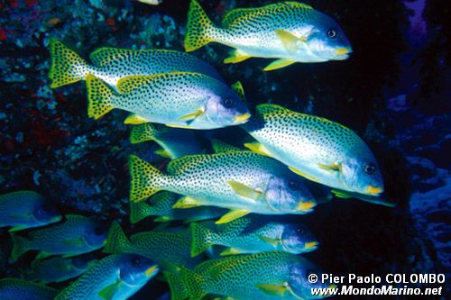 Gaterino tropicale (Plectorhinchus gaterinus)