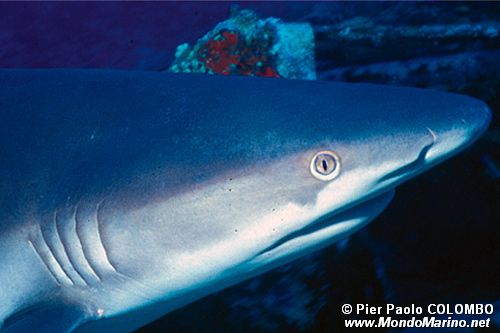 Squalo Seta (Carcharhinus falciformis)