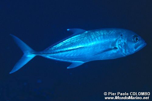 Carangide (Caranx sexfasciatus)