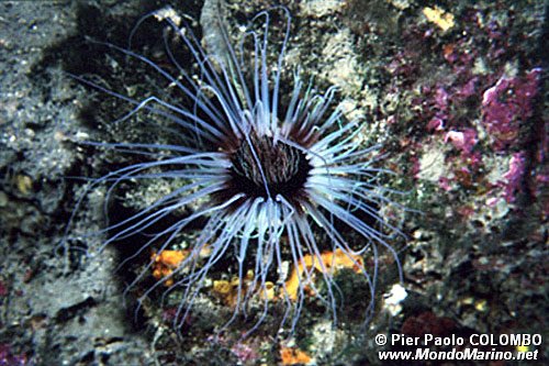 Cerianto (Cerianthus membranaceus)