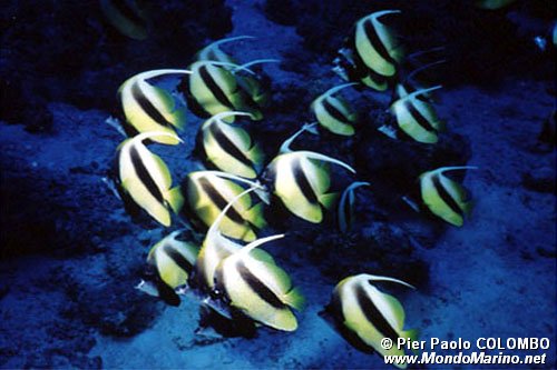 Pesce farfalla virgola (Heniochus intermedius)