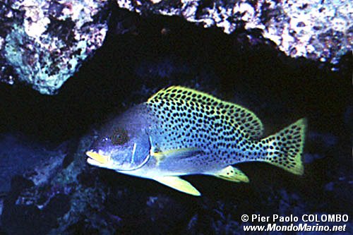 Gaterino tropicale (Plectorhinchus gaterinus)