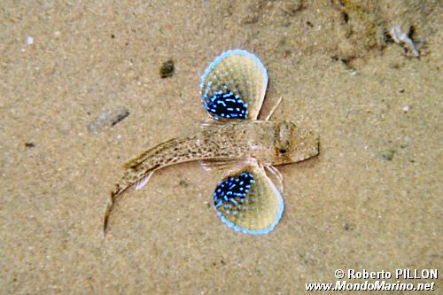 Pesce cappone (Chelidonichthys lucernus)