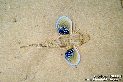 Pesce cappone (Chelidonichthys lucernus)