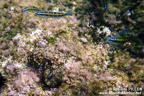 Polpo comune (Octopus vulgaris)