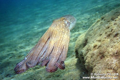 Polpo comune (Octopus vulgaris)