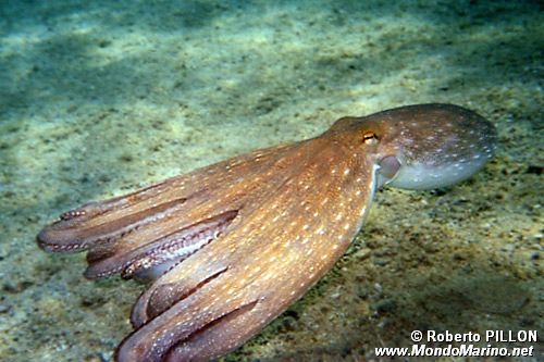 Polpo comune (Octopus vulgaris)