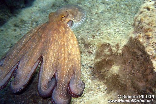 Polpo comune (Octopus vulgaris)