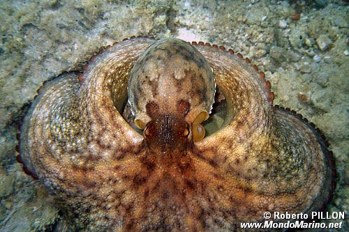 Polpo comune (Octopus vulgaris)