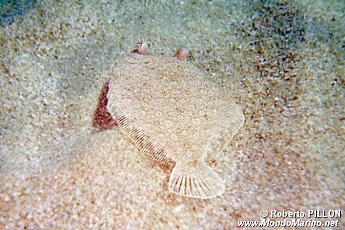 Rombo (Bothus podas podas)