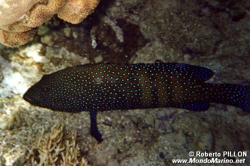 Cernia tropicale (Cephalopholis argus)