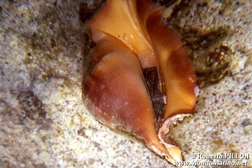 Lambis (Lambis lambis)