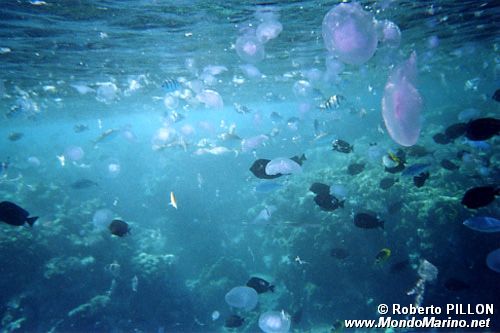 Medusa quadrifoglio (Aurelia aurita)