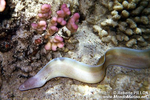 Murena grigia (Siderea grisea)