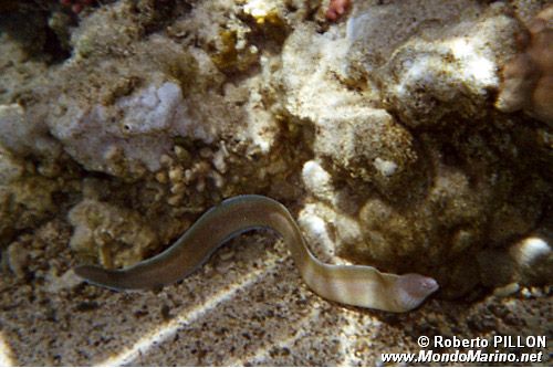 Murena grigia (Siderea grisea)