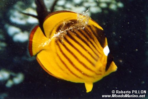 Pesce farfalla fasciato (Chaetodon fasciatus)