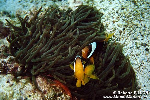 Pesce pagliaccio (Amphiprion bicinctus)