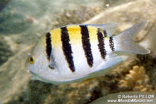 Pesce sergente (Abudefduf vaigiensis)