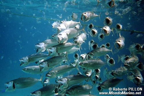 Sgombro indiano (Rastrelliger kanagurta)