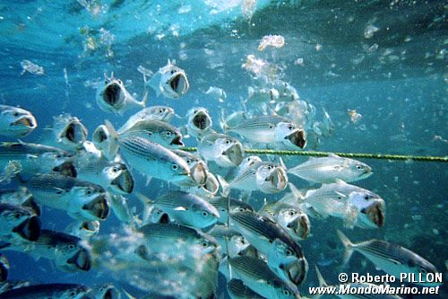 Sgombro indiano (Rastrelliger kanagurta)