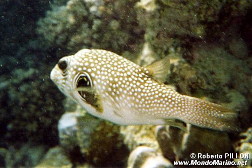 Pesce palla a punti bianchi (Arothron hispidus)