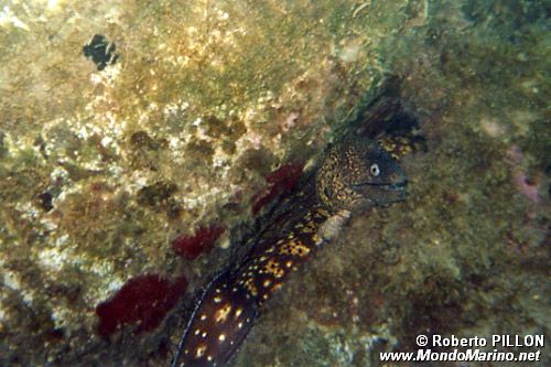 Murena (Murena helena)