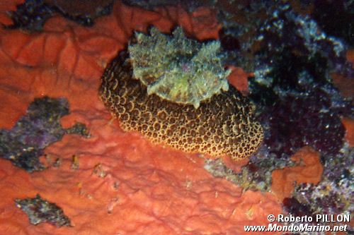 Lumaca ad ombrello (Umbraculum umbraculum)