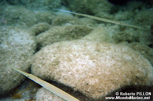 Pesce flauto (Fistularia commersonii)