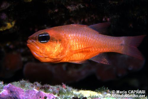 Re di triglie (Apogon imberbis)