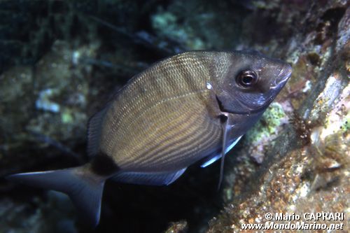 Sarago maggiore (Diplodus sargus sargus)