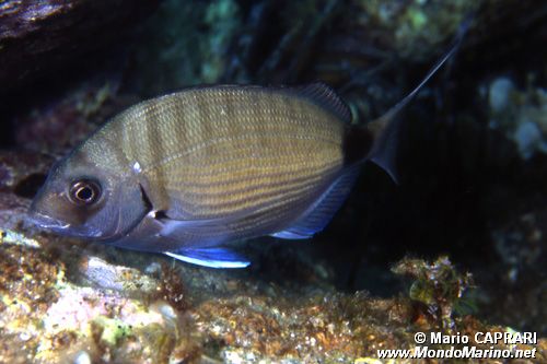 Sarago maggiore (Diplodus sargus sargus)