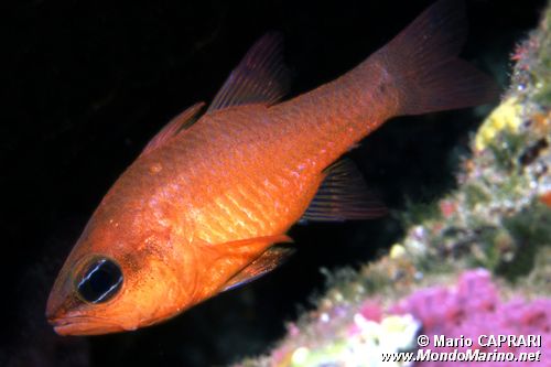 Re di triglie (Apogon imberbis)