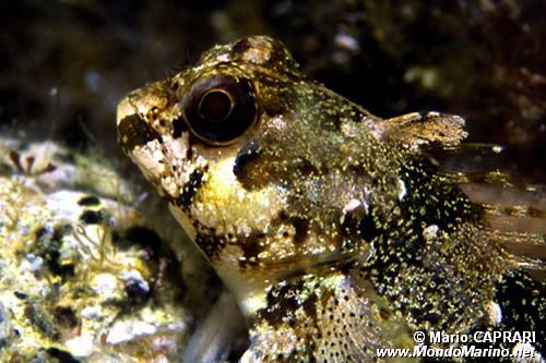 Bavosa capone (Paralipophrys trigloides)