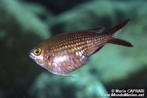 Castagnola (Chromis chromis)