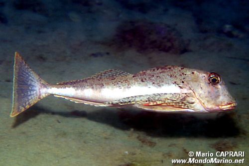 Capone ubriaco (Chelidonichthys lastoviza)