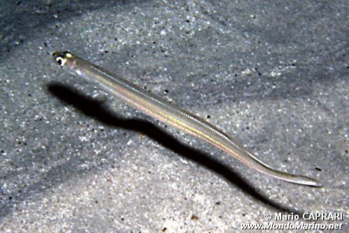 Grongo delle baleari (Ariosoma balearicum)