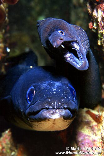 Grongo (Conger conger)
