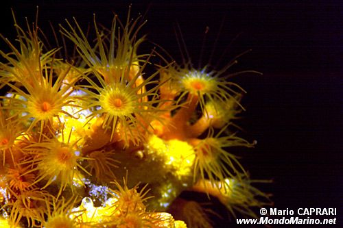 Parazoanthus (Parazoanthus axinellae)