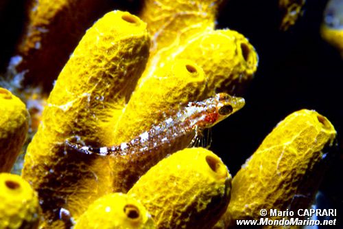 Peperoncino giallo (Tripterygion delaisi)