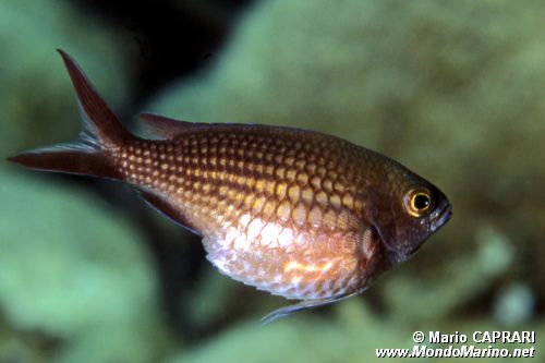 Castagnola (Chromis chromis)