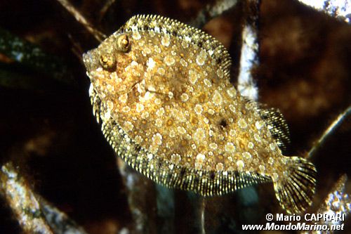 Rombo (Bothus podas podas)