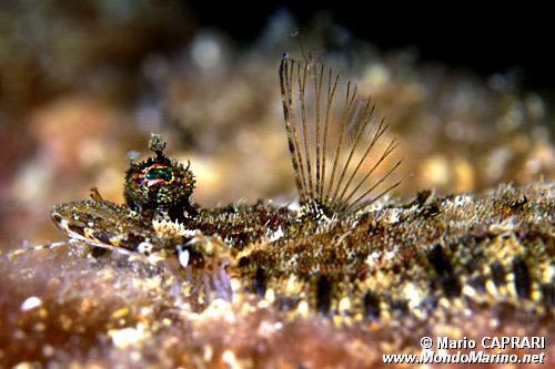 Rombo peloso (Phrynorhombus regius)