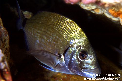 Sarago maggiore (Diplodus sargus sargus)