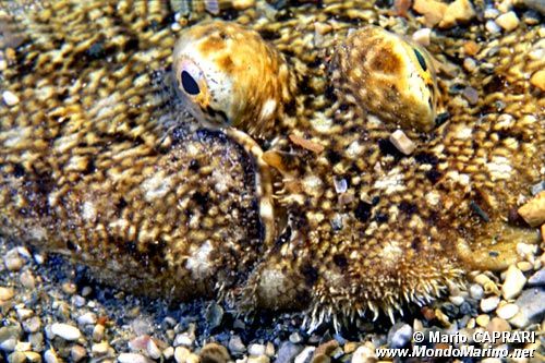 Sogliola (Solea solea)