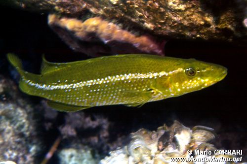 Tordo (Labrus viridis)