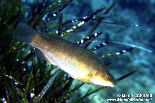 Tordo nero (Labrus merula)