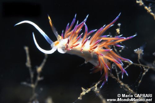 Cratena (Cratena peregrina)