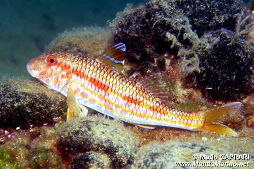 Triglia di scoglio (Mullus surmuletus)